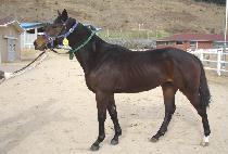 �����е� (SIJONG APDO) ����