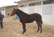 ��Ÿ�� (STYLE) ����