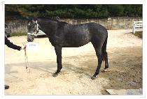 ���̹�İ (CYBERCOP) ����