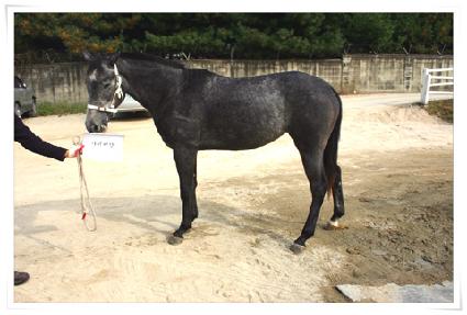 ���̹�İ ����