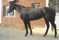 ���ɻ��� (GWANGNYEONG SAJA) ����