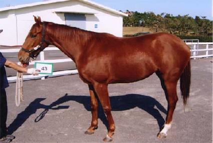 �����÷����� ����