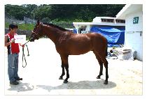 �������� (BIRDIE HUNTER) ����