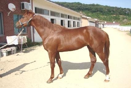 �ְ��귣�� ����