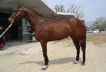 ������ (ALPS) ����