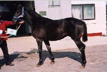 �޺���� (HAETBIT JANGSA) ����