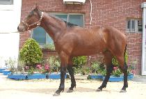 ���߸��� (GAYA MARU) ����