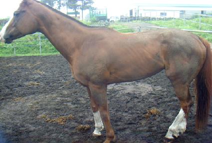 �������� ����