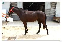 ��ȣ�� (SUHOI) ����