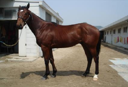 �۶��̵�ǻó ����