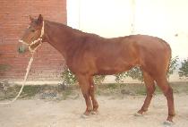 ���ϸ��� (MANI MANI) ����