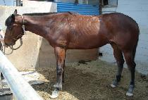 ���ϵ�ŷ (MILD KING) ����