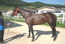 ����Ҹ� (BROWN BULLET) ����