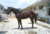 �۶��̵���Ƽ (GLIDING BEAUTY) ����