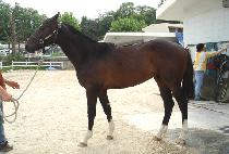 �׸���Ʈ (GREEN HEART) ����