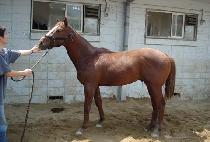 ���������� (FREEDOM NOW) ����