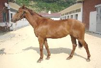 Ȳ��â�� (HWANGGEUM CHANGGO) ����