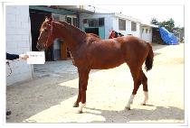 ���۶��̵� (CORPOLIDE) ����