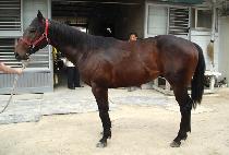 ����� (HAENGUNI) ����