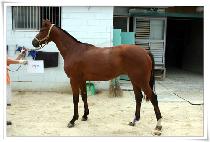 ������ (GANDALPEU) ����