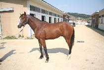 �ŷڰ� (SILLOEGAM) ����