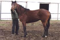 ����� (VIMOKSA) ����