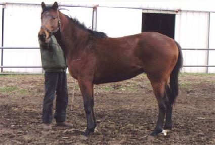 ����� ����