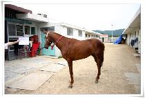 ����Ʈ������ (SMART GALLOPER) ����