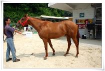 ���̿콺 (MAIUS) ����