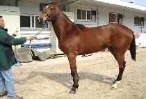 ������ (JIBAEJA) ����