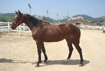 �������� (NAKDONG NARU) ����