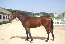 ������ (GOJONGSAN) ����