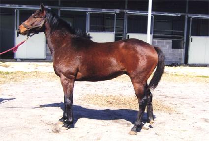 �ص����� ����