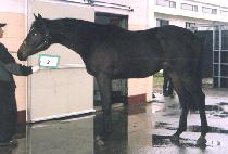 �ε�ֳ��帲 (INDIANA DREAM) ����