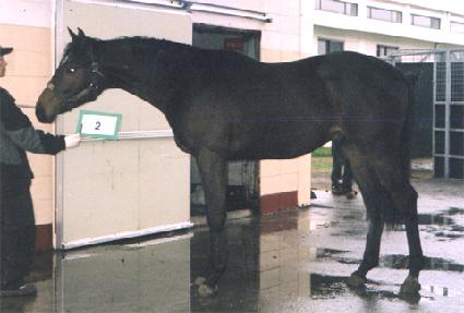 �ε�ֳ��帲 ����