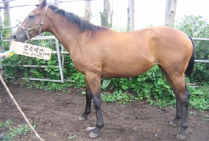 �����¾� ����