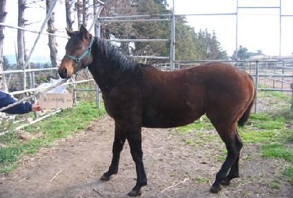 ����� ����