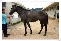 �Ͽ� (HA UN) ����