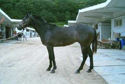 �Ѹ��׷��� ����