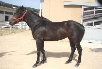 ��� (GILSAN) ����