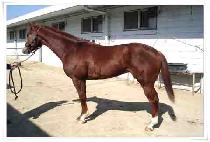 ��Ʈ���� (CHART DAME) ����