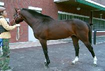 ��̵ι� (JAEMIDUBAE) ����