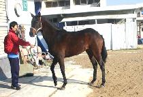 ����ũ���� (LIKE VELVET) ����