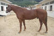 �۷θ�è�� (GLORY CHAMP) ����