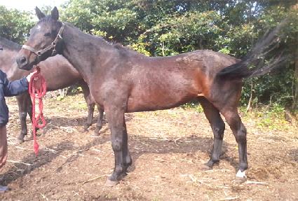 �¸����� ����