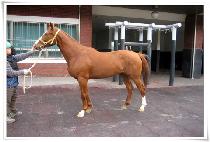 �������� (BIG FIGHTER) ����