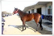 �����ξ� (WALKS ROYAL) ����