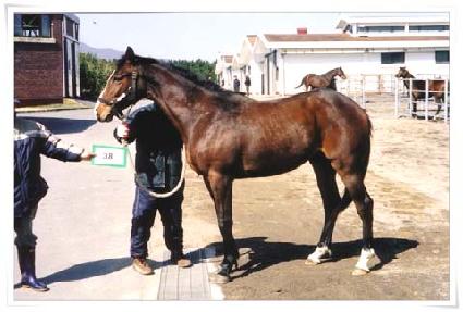 �泲ȣ ����