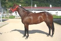 �κ����� (DUBIT NARAE) ����