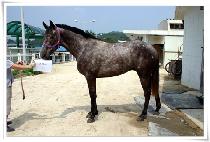 ��� (BRAVO) ����